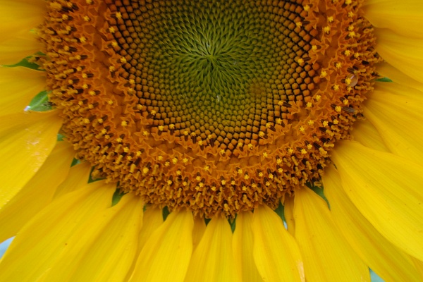 sunflower head close up