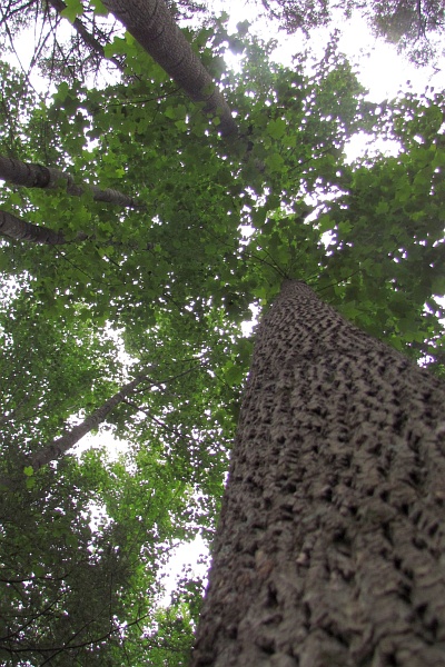 tall trees in the forest around Highland Retreat