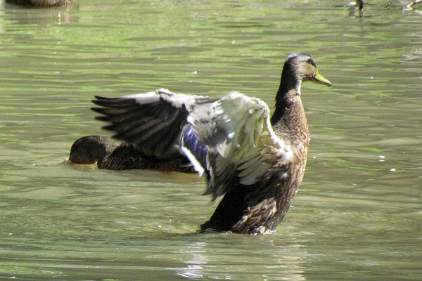 a mallard duck flies from the JMU arboretum lake