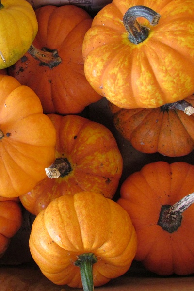 ornamental pumpkins in a box