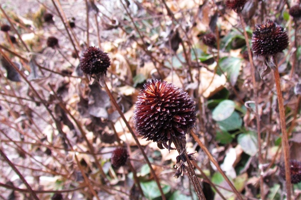 dried coneflower seed heads in winter