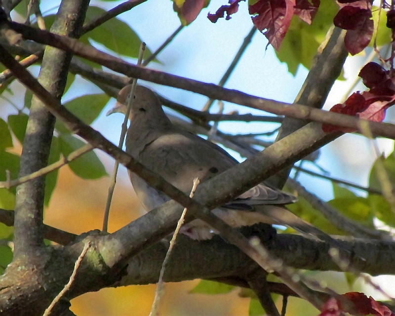 mourning dove in a tree
