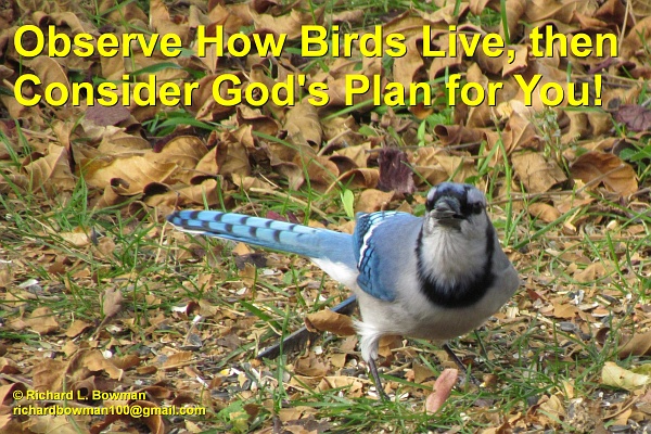 consider how birds live and God's plan for you