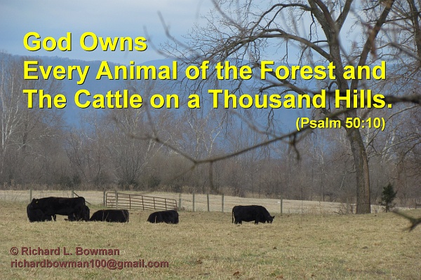 God owns every animal of the forest